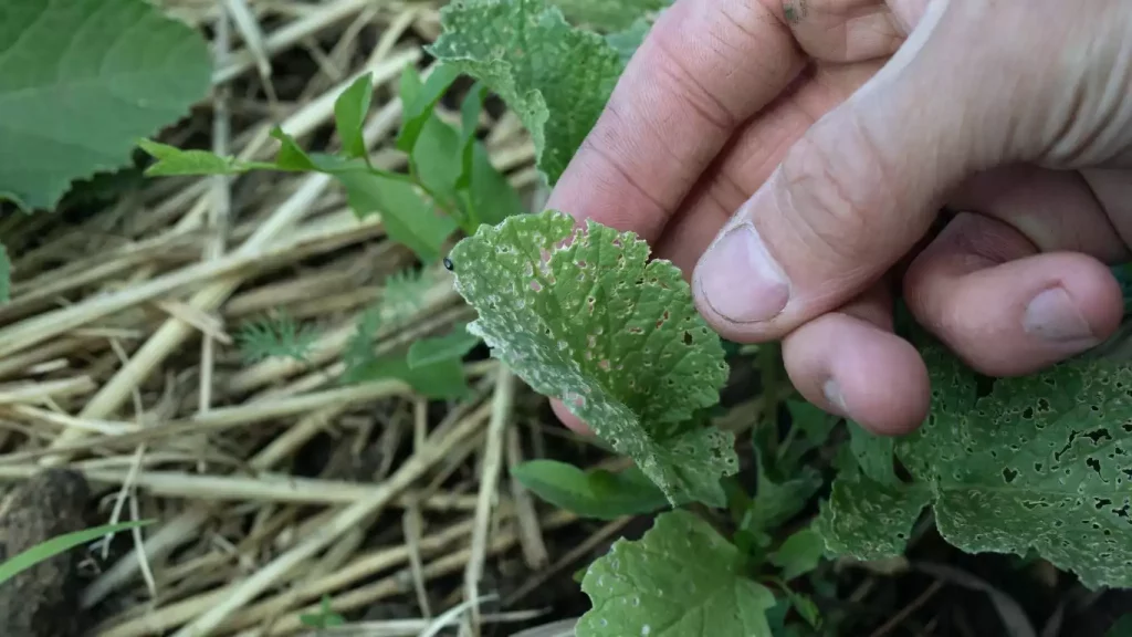 Je suis envahi de puces dans mon jardin