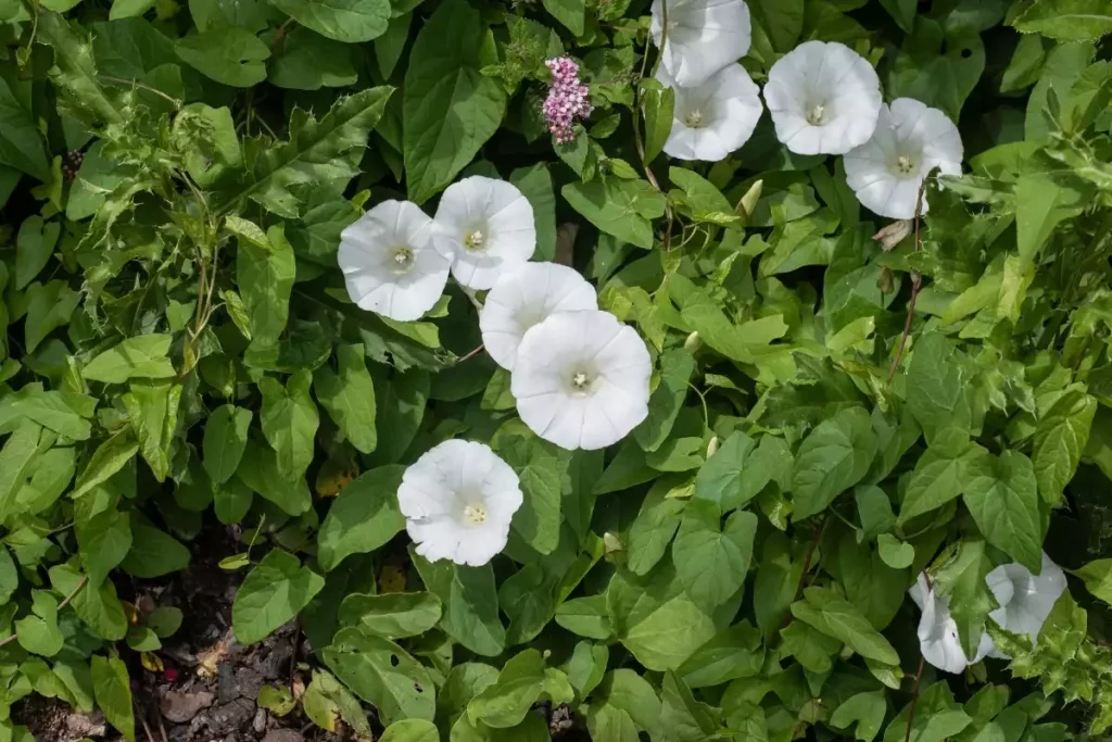 Comment éliminer efficacement le liseron dans votre jardin ?