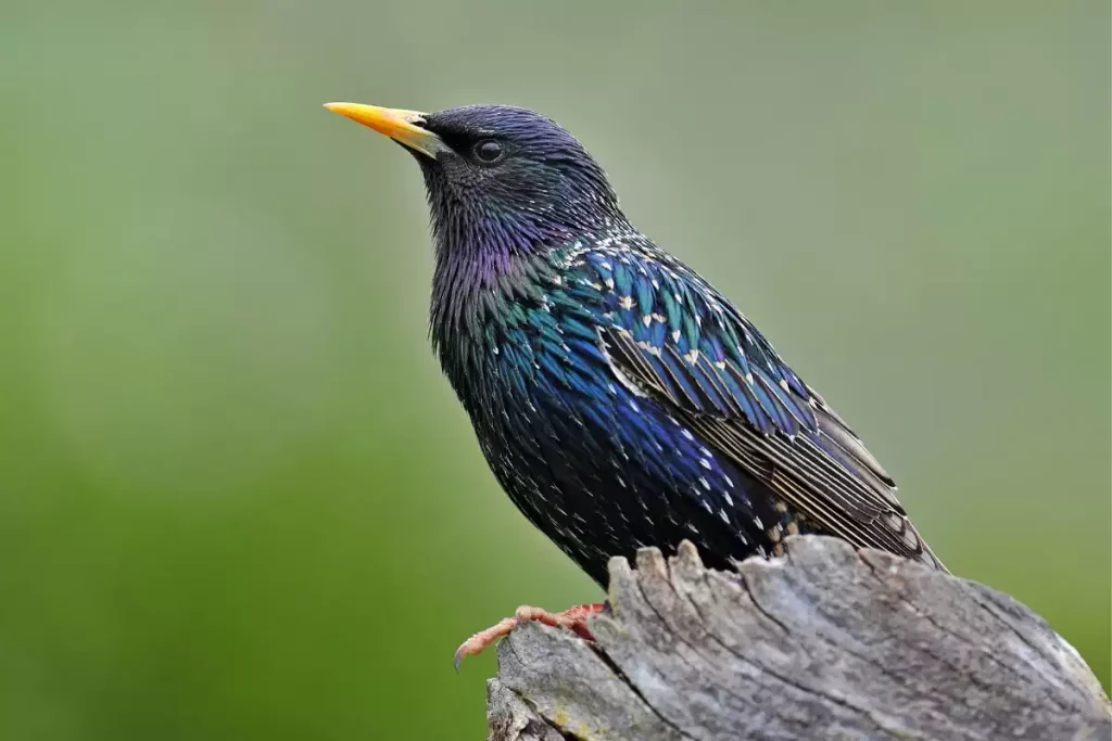 L'étourneau dans le jardin