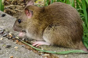 Comment se débarrasser des rats dans le jardin ?