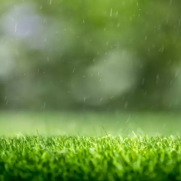 Facteurs influençant l'application d'engrais sous la pluie