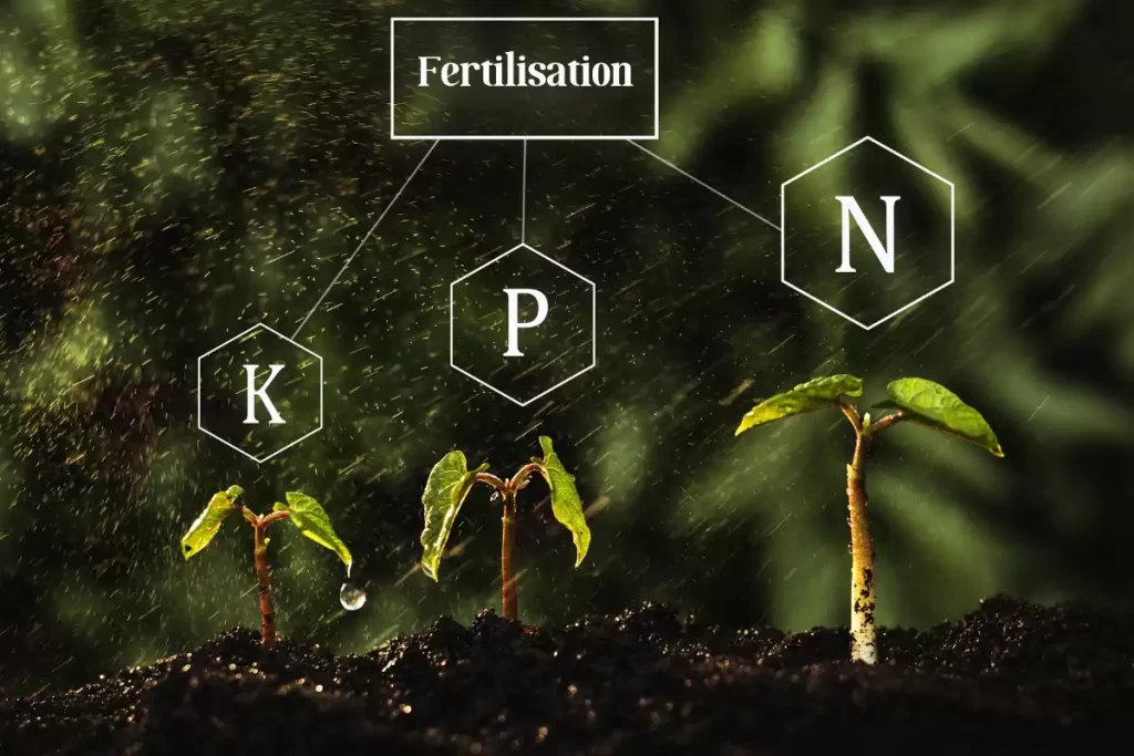 NPK azote, phosphore, potassium, fertilisation