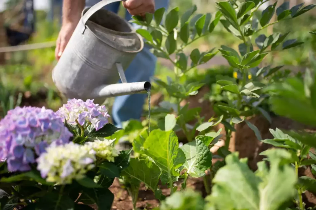 Quand arroser ses plantes ?