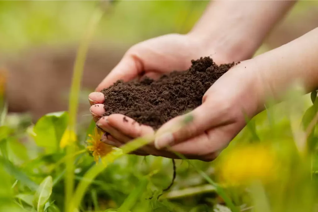 Quel engrais choisir pour une floraison abondante ?