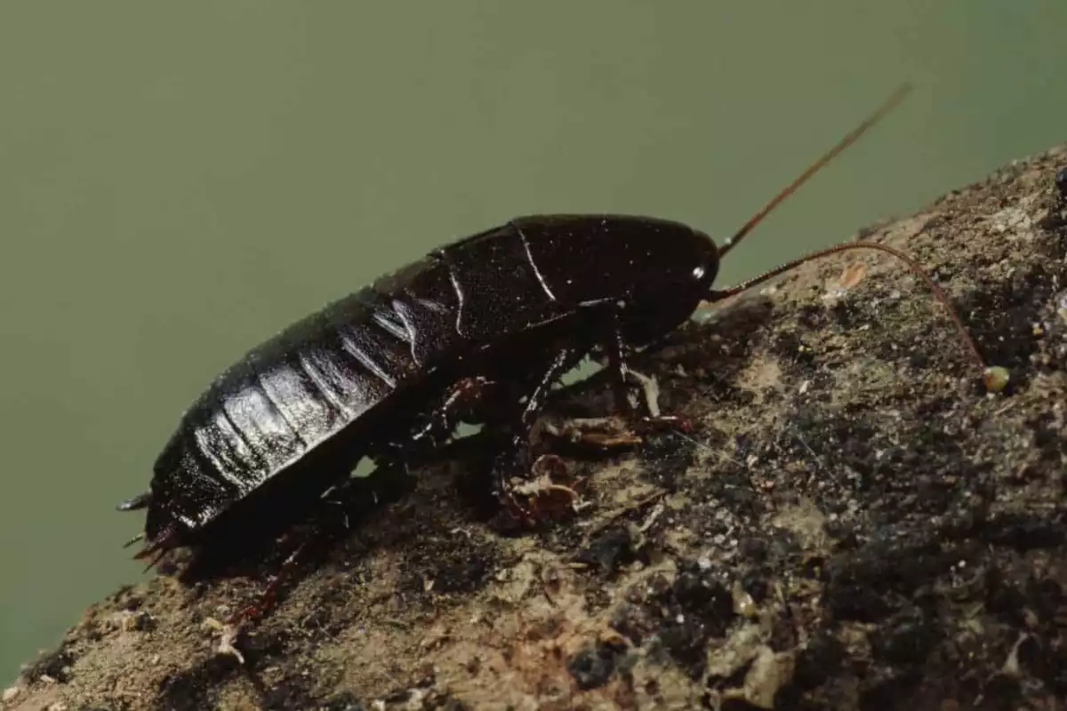 Cafard noir de jardin Comment les reconnaître et se débarrasser des nuisibles ?