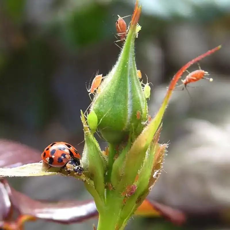 Traitement biologique des pucerons de rosier