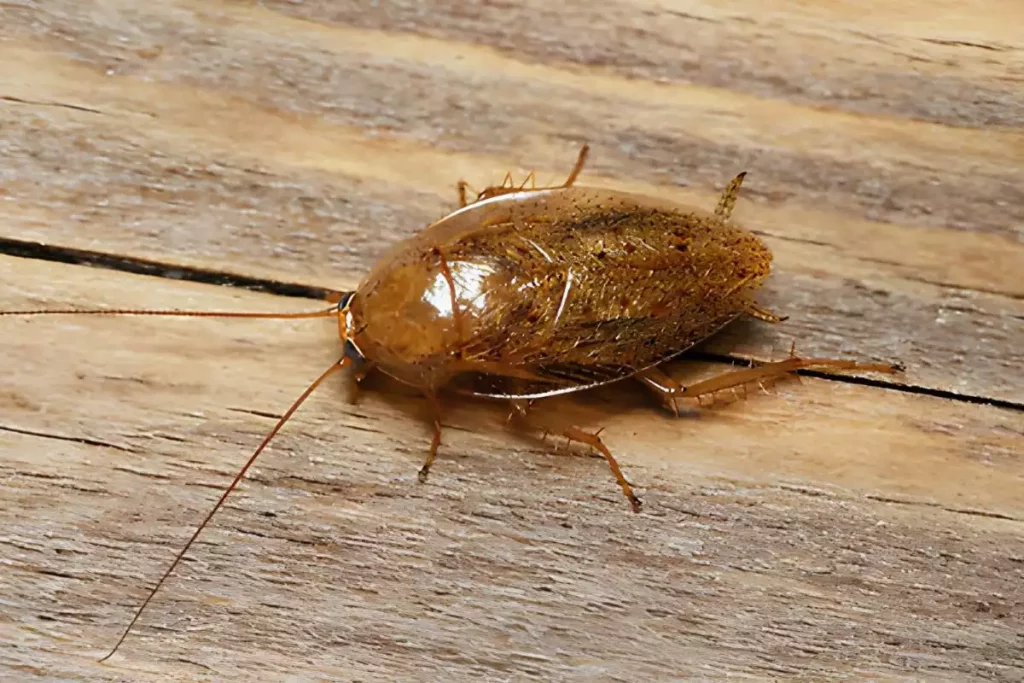 Comment Se D barrasser Des Cafards De Jardin Comment Se D barrasser Des Cafards De Jardin