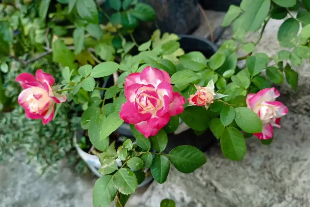 Que mettre au pied des rosiers contre les mauvaises herbes ?