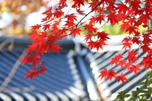 Pourquoi votre abri de jardin déteste l'automne (et comment y remédier) ?