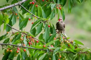 Comment chasser les étourneaux des cerisiers ?