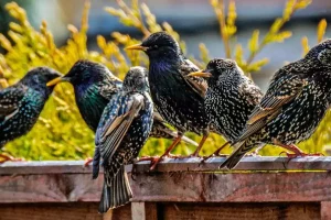 Comment éloigner les étourneaux de votre jardin ?