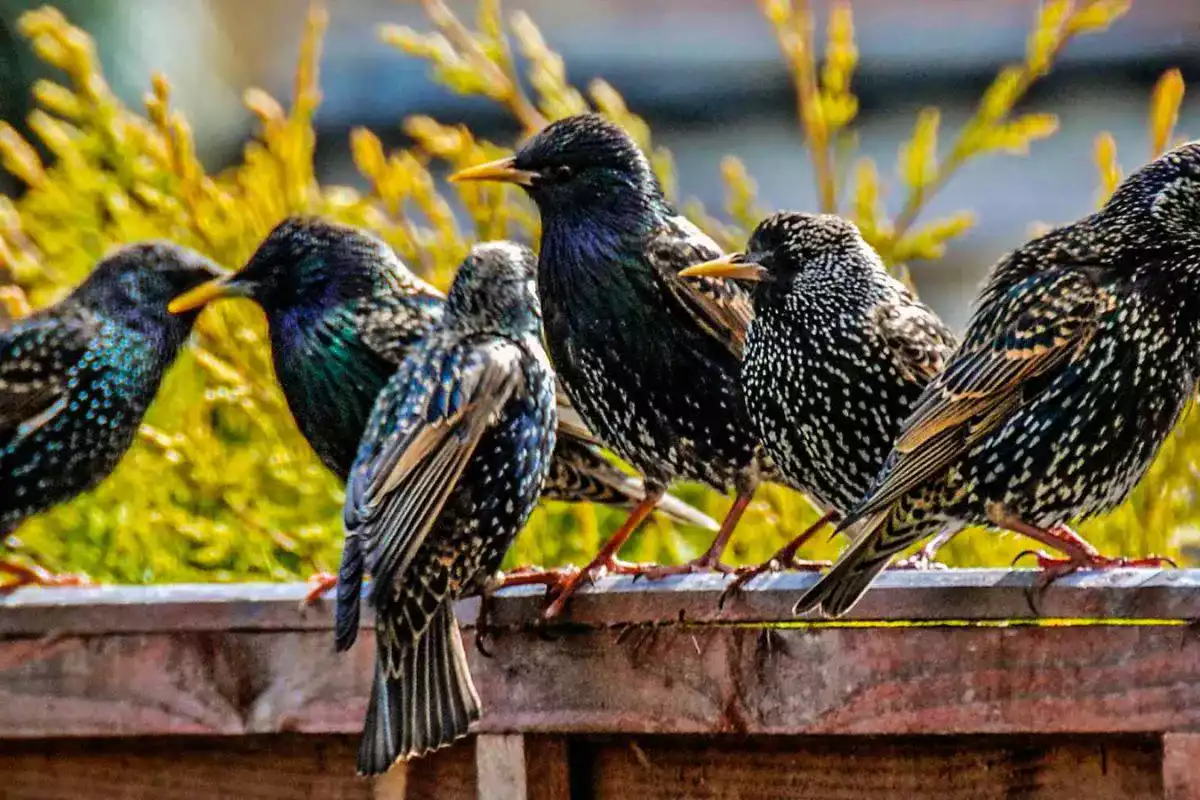 Comment éloigner les étourneaux de votre jardin ?