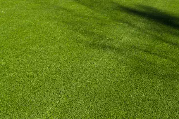 Intégrez des plantes et des végétaux pour adoucir les lignes