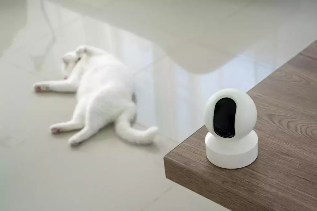 Quelle alarme choisir avec un chat : le bon dispositif
