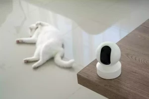 Quelle alarme choisir avec un chat : le bon dispositif