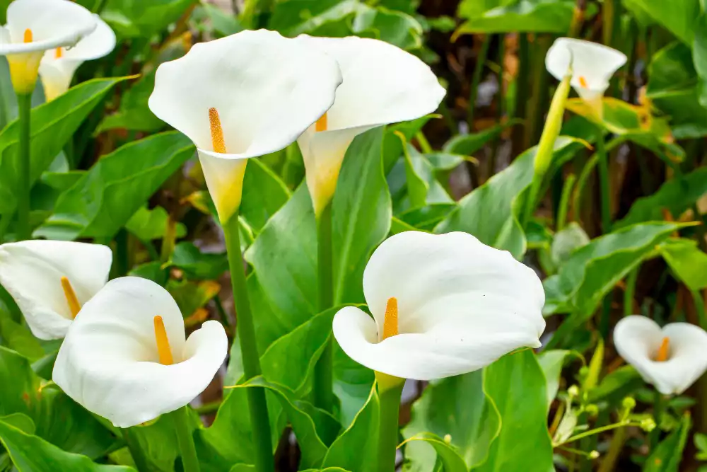 Quelle est la meilleure période pour déplacer un arum dans son jardin ?