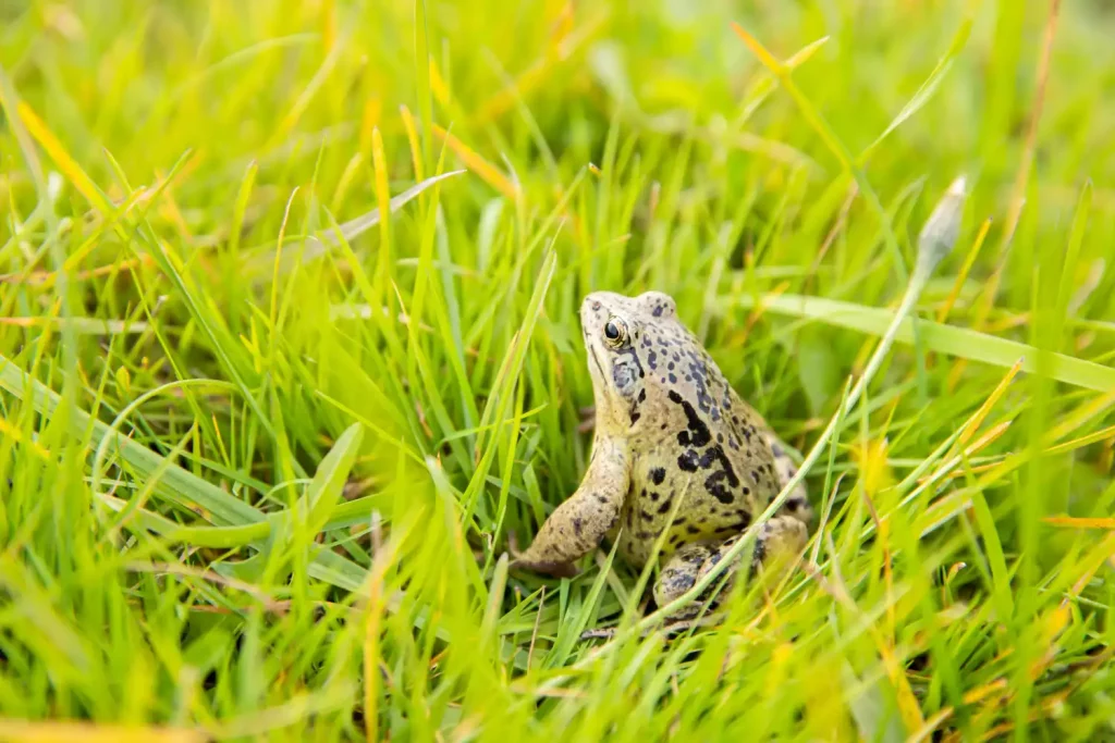 Peut-on utiliser le sel comme répulsif pour crapauds sans danger ?