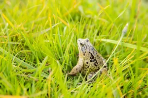 Peut-on utiliser le sel comme répulsif pour crapauds sans danger ?