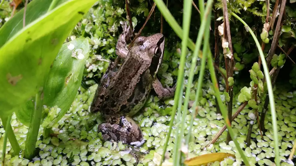 Miser sur des barrières physiques et des plantes répulsives