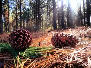 Saison des pommes de pin : quand sont-elles prêtes à être ramassées ?