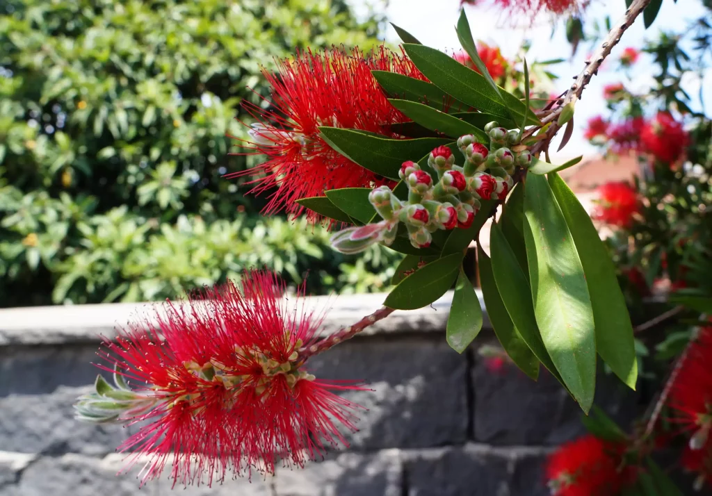 callistemon citrinus floraison​