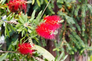 callistemon floraison