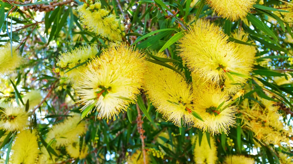 callistemon laevis floraison