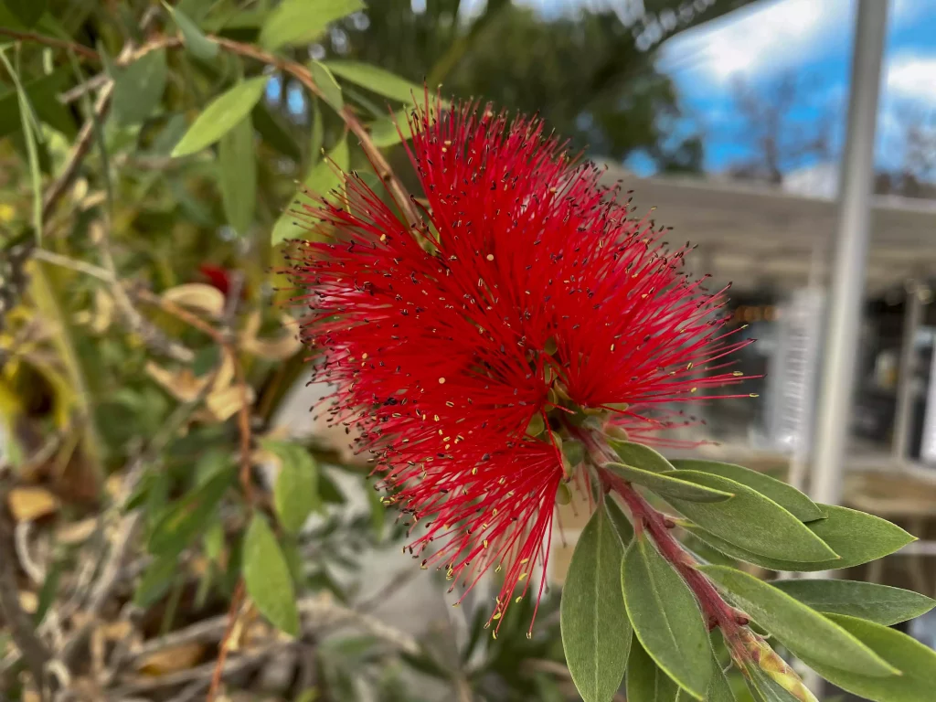 callistemon taille apres floraison