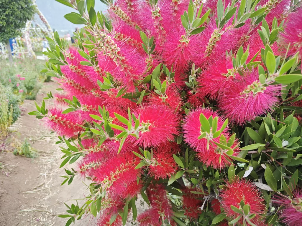 floraison callistemon