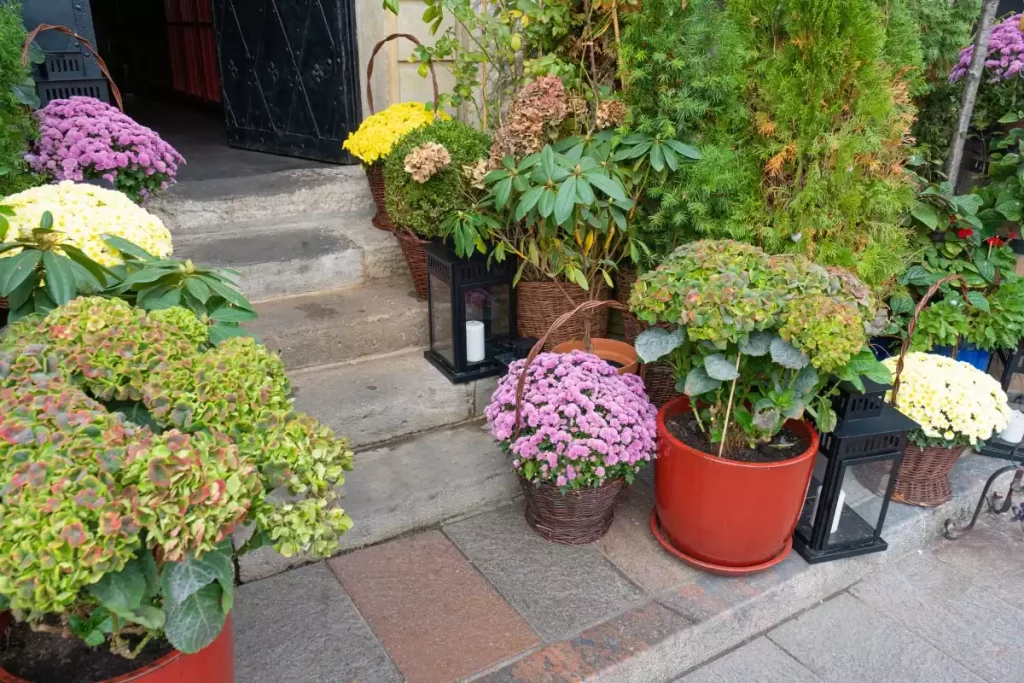 parterre devant maison 