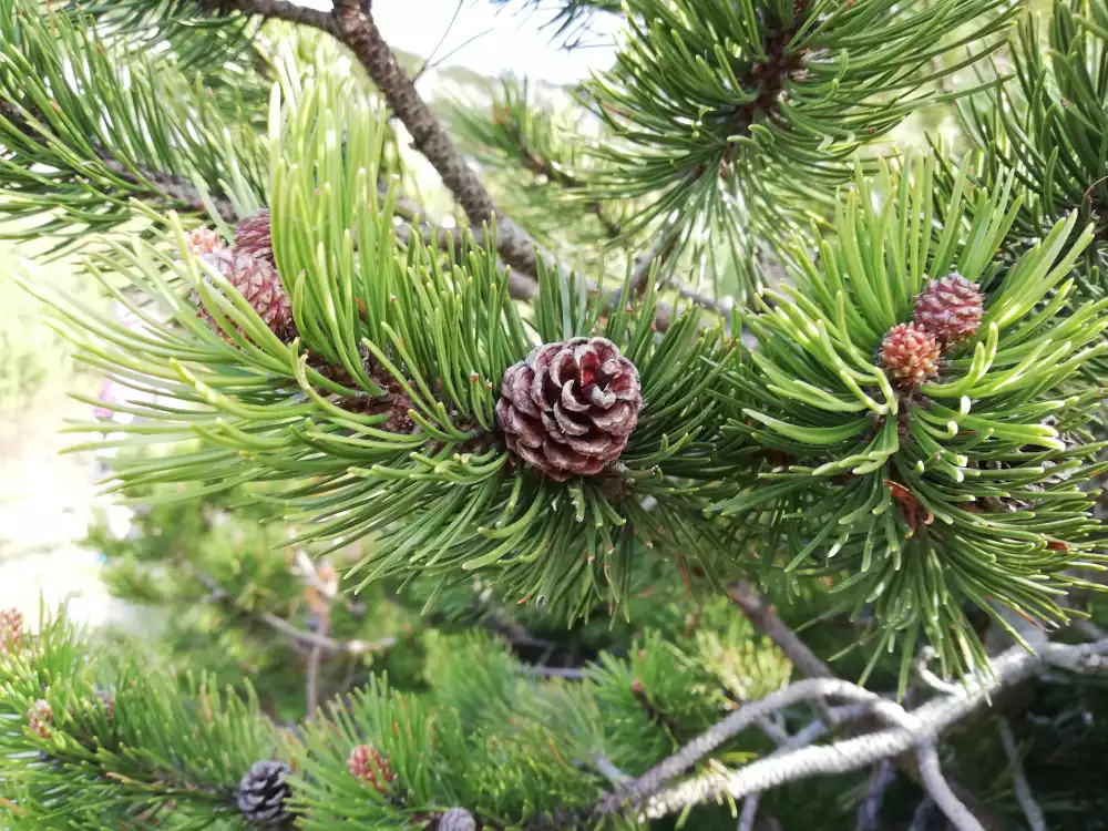 La formation et l’entretien, deux approches pour de beaux conifères