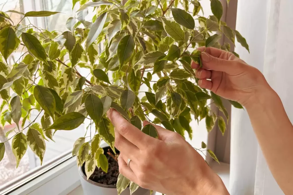 feuilles de mon ficus jaunissent et tombent