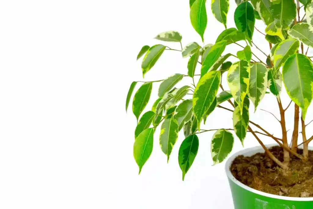 pourquoi les feuilles de ficus jaunissent et tombent