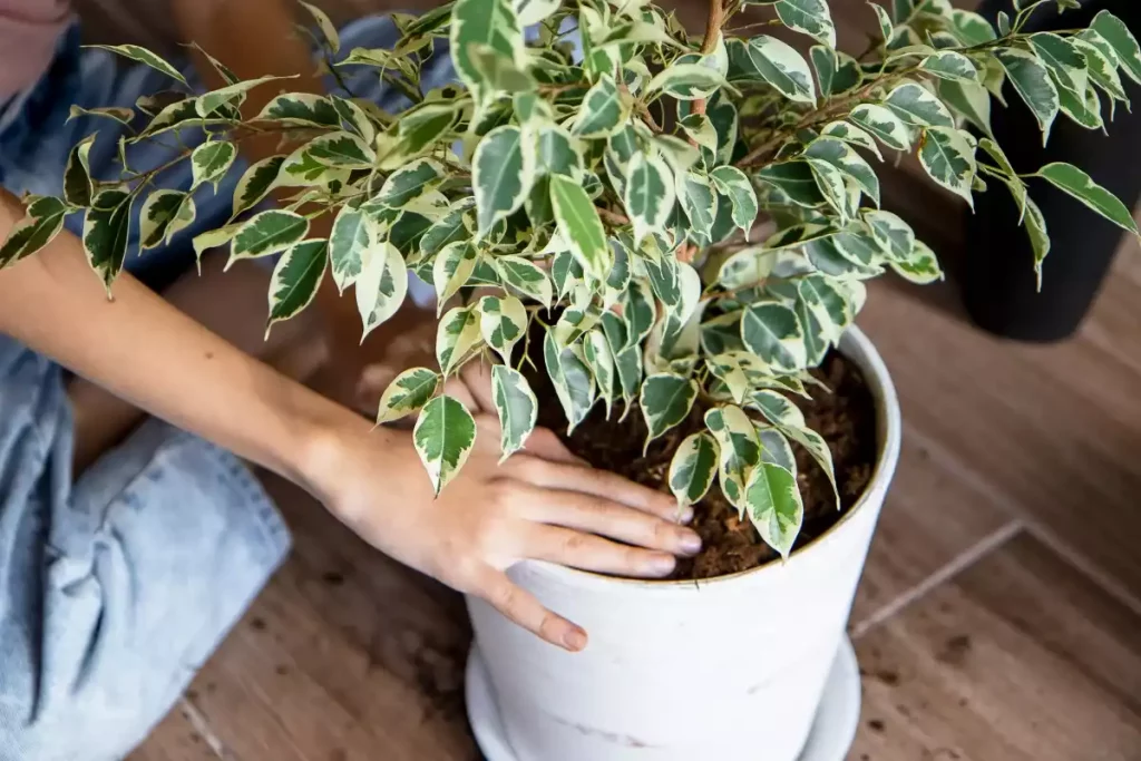 pourquoi les feuilles de mon ficus jaunissent et tombent