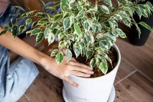 pourquoi les feuilles de mon ficus jaunissent et tombent