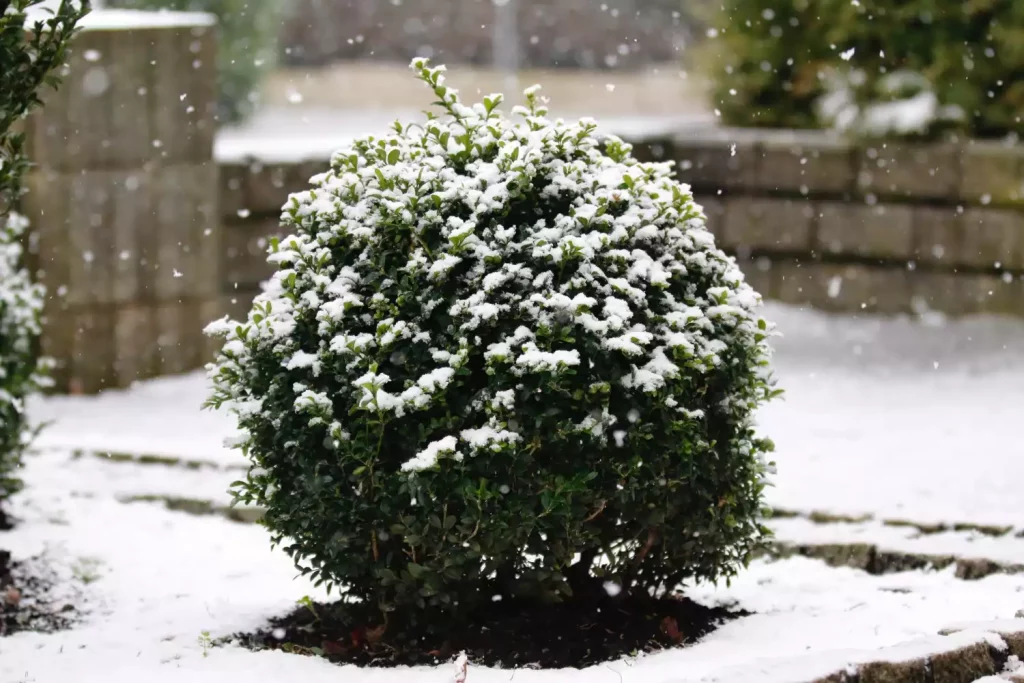 Comment protéger ses arbustes du froid hivernal ?