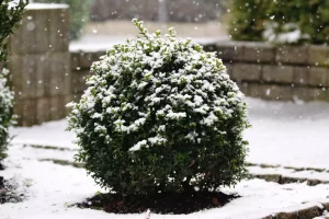 Comment protéger ses arbustes du froid hivernal ?