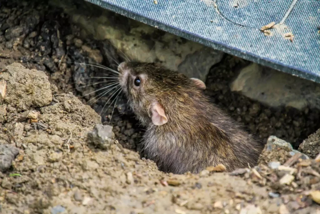 Nuisibles chez soi : que faire dès les premiers signes d’infestation ?