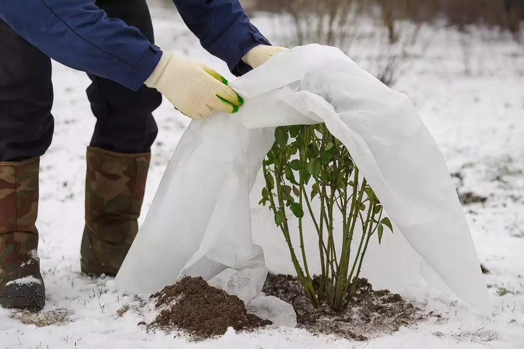 Protéger ses végétaux de la neige
