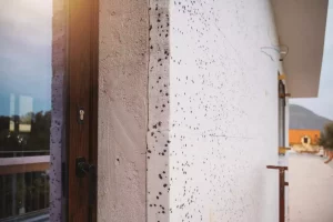 Quel isolant choisir pour un mur extérieur ?