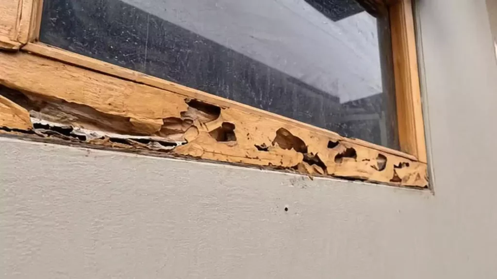 Les risques concrets pour la structure du logement et les erreurs à ne pas commettre