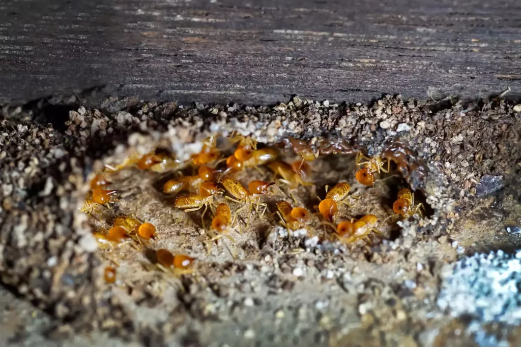 Termites dans la maison : les signes qui doivent vous alerter avant qu'il ne soit trop tard