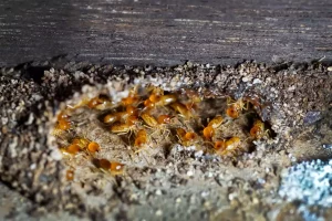 Termites dans la maison : les signes qui doivent vous alerter avant qu'il ne soit trop tard