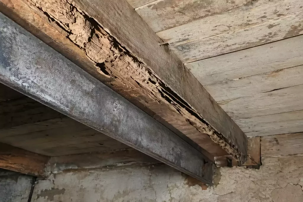 L'apparition de galeries-tunnels ou de cordonnets à la surface du matériau