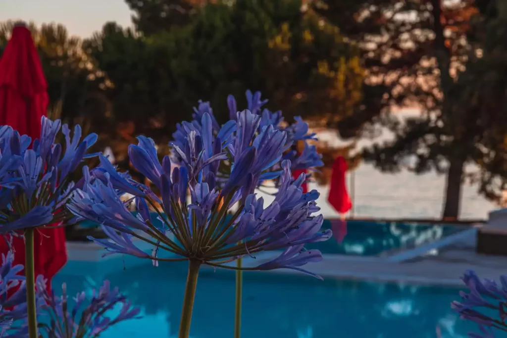 Quelles plantes choisir autour d'une piscine ? L'élégance de l'agapanthe.