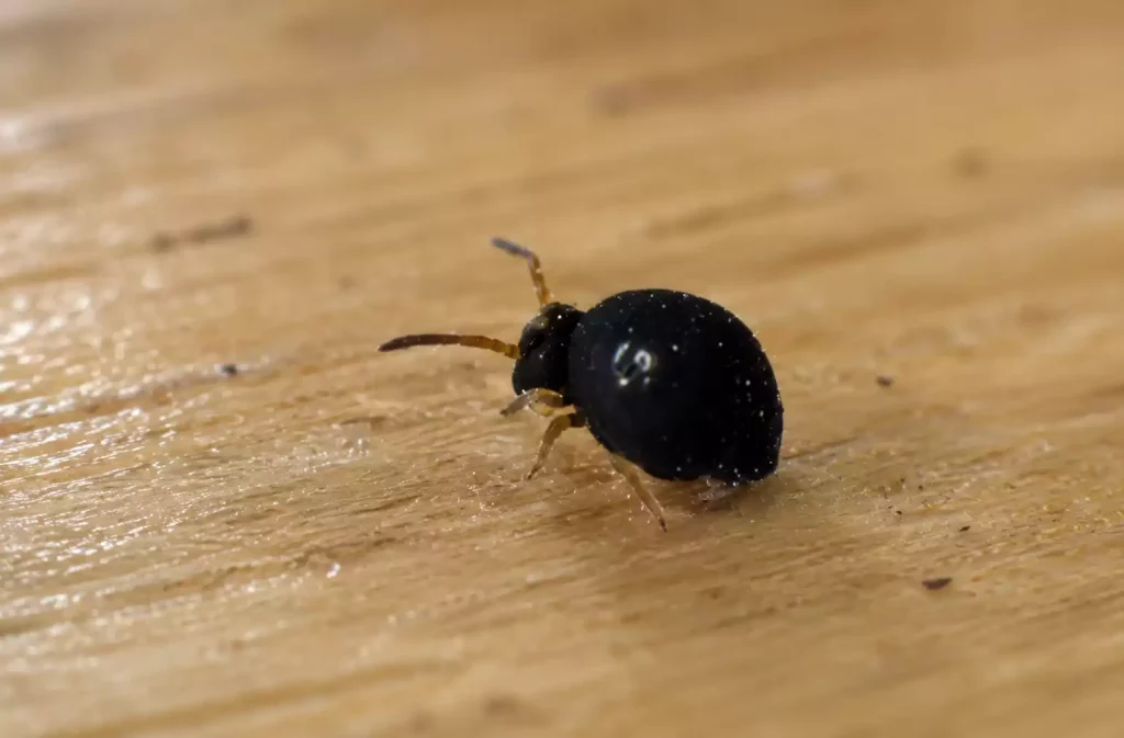 Bestioles noires dans la maison : d'où viennent-elles et que faire