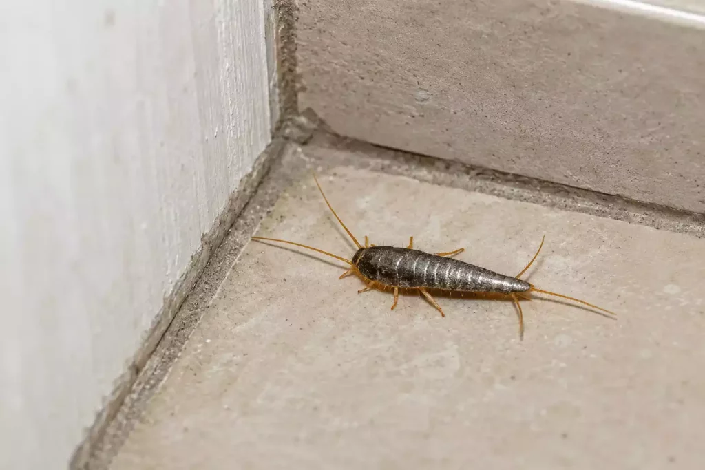 Insecte noir minuscule dans la maison : taille et pièce, les deux indices clés
