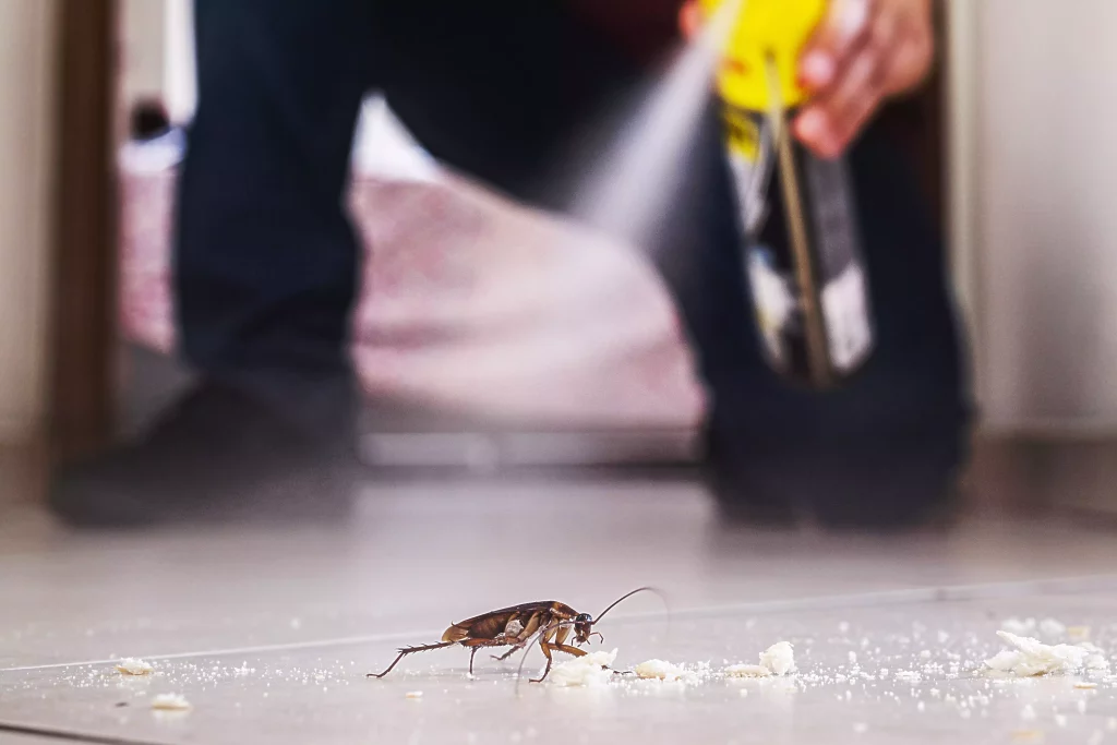 Insectes noirs dans la maison : les espèces les plus courantes et comment les identifier