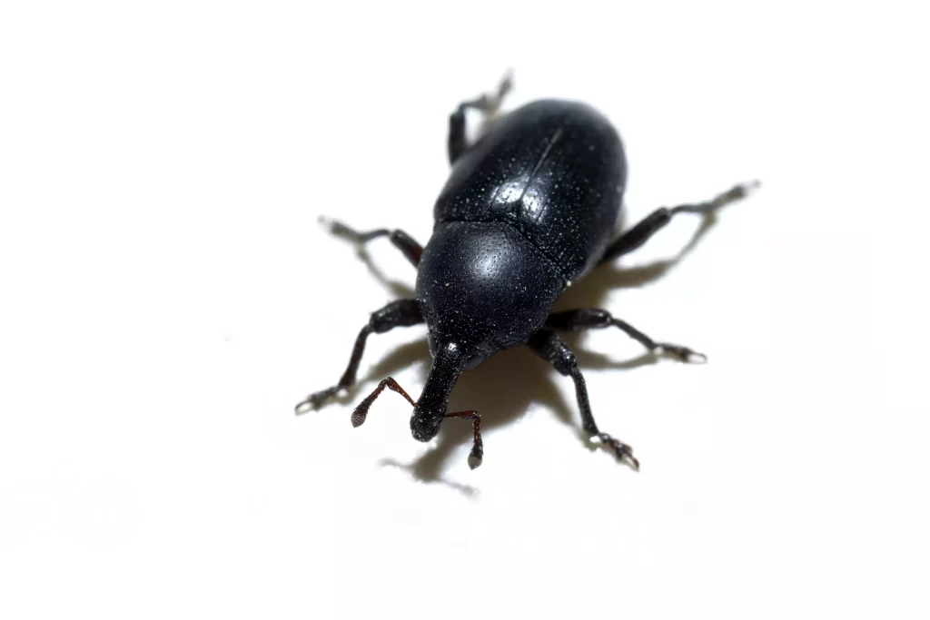 Identification des insectes noirs présents dans la maison