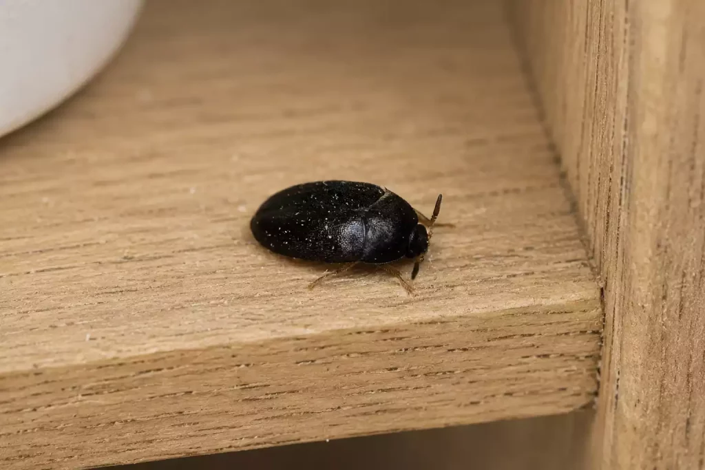 Petite bestiole noire dans la maison : est-elle dangereuse et comment s'en débarrasser